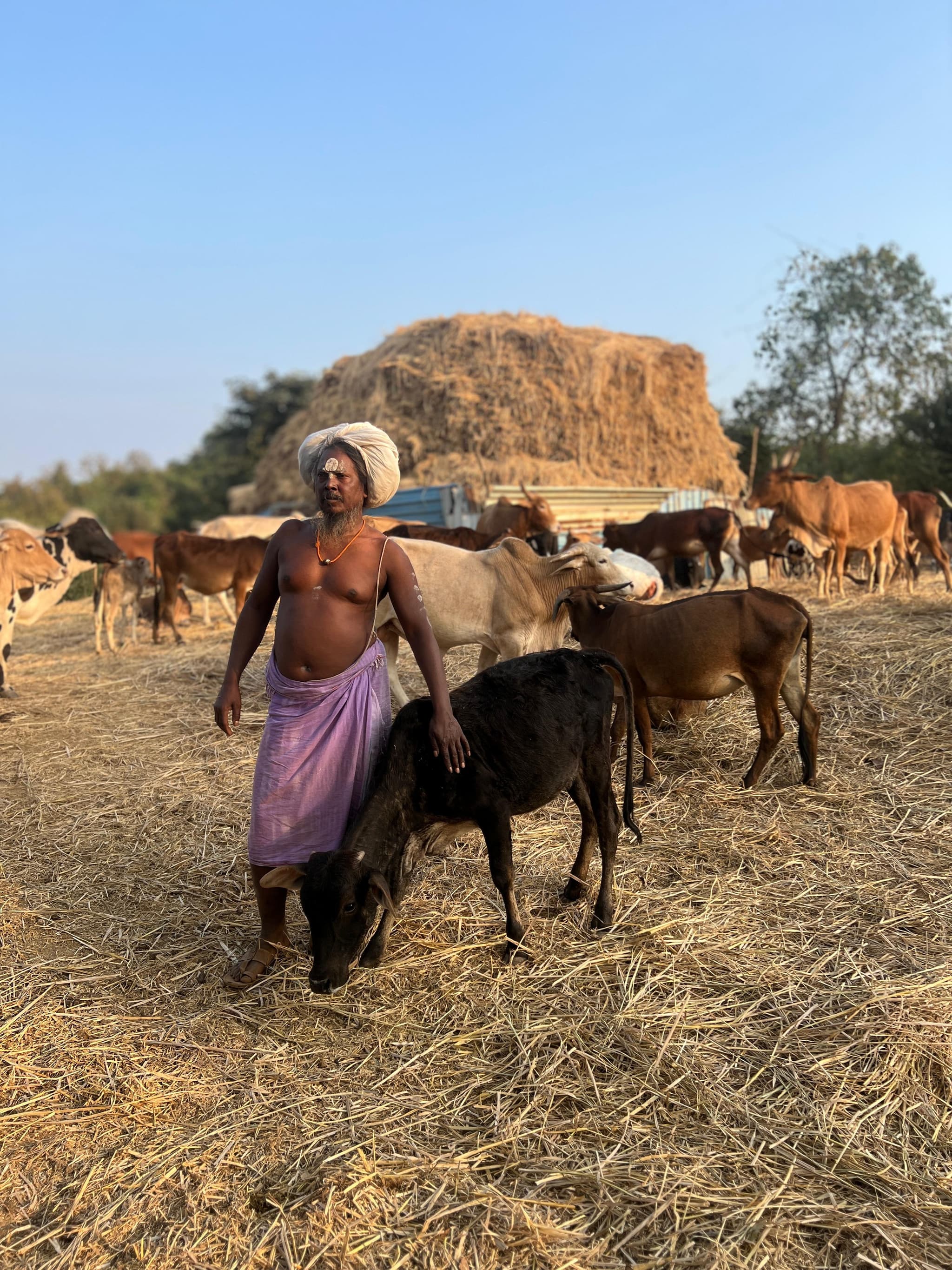 Cows at Gaushala